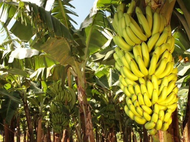 Capa do curso: Aperfeiçoamento em Produção da Banana